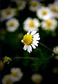 Picture Title - Daisy