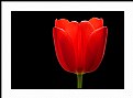 Picture Title - Tulipa Rouge