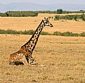 Picture Title - Chillin' at Masai Mara