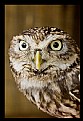 Picture Title - Little Owl