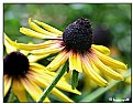 Picture Title - cone flower