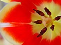 Picture Title - Tulip details