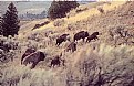Picture Title - Bison Running