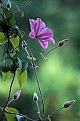 Picture Title - Clematis Vine