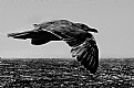 Picture Title - Seagull