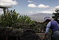 Picture Title - Kula Lavender Farm