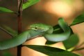 Picture Title - Waglers pitviper