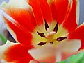 Picture Title - Tulip II