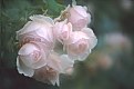 Picture Title - Baby Pink Roses