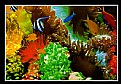 Picture Title - aquarium