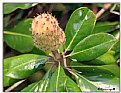 Picture Title - Seed pod