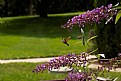 Picture Title - Hummingbird Moth