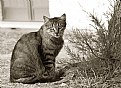 Picture Title - A street cat