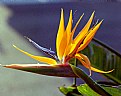 Picture Title - Bird of Paradise