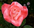 Picture Title - Another Rose