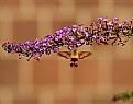 Picture Title - Hummingbirg Moth