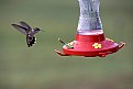 Picture Title - Action at the Feeder
