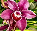 Picture Title - Orchidee