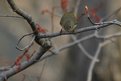 Picture Title - A Little Ruby-Crowned Kinglet Sizing the Jump