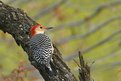 Picture Title - Red-Bellied Woodpecker