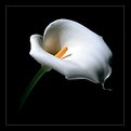 Picture Title - A calla