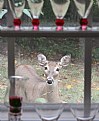 Picture Title - Nosey Doe