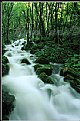 Picture Title - River in the forest