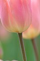 Picture Title - Tulips