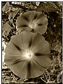 Picture Title - B&W Morning Glory