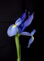 Picture Title - Iris 1