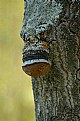 Picture Title - Watcher in the woods