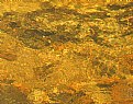 Picture Title - Rocky Mountain Gold