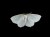 The Moth 