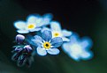 Picture Title - Forget-Me-Nots