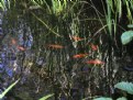 Picture Title - Goldfish Pond