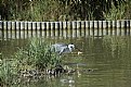 Picture Title - Heron eating a prey