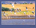 Picture Title - Seagulls