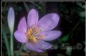 Picture Title - Colchicum autumnale