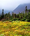 Picture Title - Newfoundland wild landscape