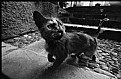 Picture Title - FILMNOIRBABYMEOW