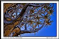 Picture Title - Branches