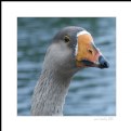 Picture Title - Goose