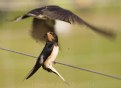 Picture Title - Swallow chick being fed on flypast