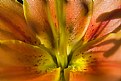 Picture Title - Inside the Lily