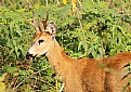 Picture Title - .:: Cervo do Pantanal ::.