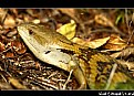 Picture Title - Blue Tongue Lizard