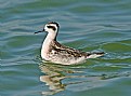 Picture Title - Red- Necked Phalarope