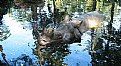 Picture Title - Rhino-Swimminglessons