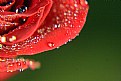 Picture Title - Edge of a Rose