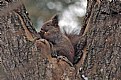 Picture Title - Romanian Squirrel